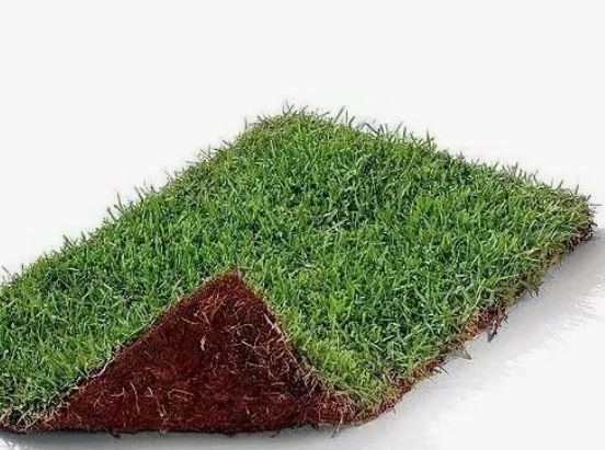 GRAMA ESMERALDA PLACA 40X60 PRIMAVERA UNIDADE (0,24 M2) EMCOMENDA NATURAL